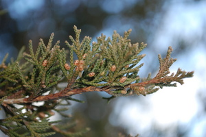 eastern redcedar pollen cones.JPG